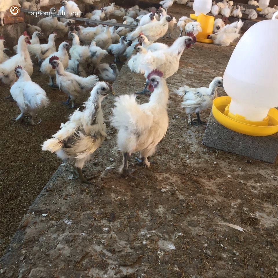 Gà ác thuần chủng bố mẹ